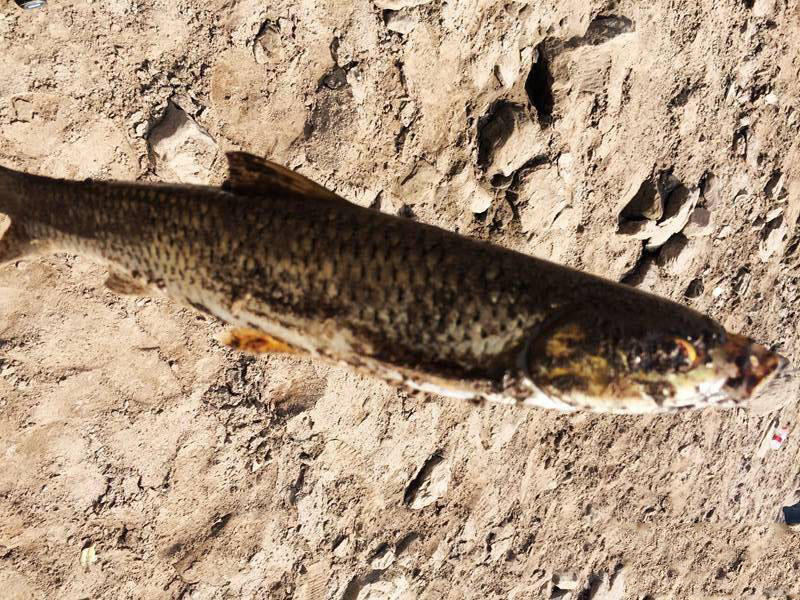 槌￠奔鍜岃崏楸煎摢涓姏姘斿ぇ,鑽夐奔璺熼场楸煎摢涓姏姘斿ぇ