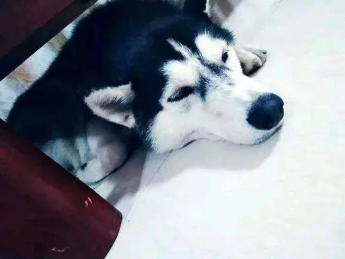 铲屎官带17只哈士奇回家过年,哈士奇离家出走被警察抓