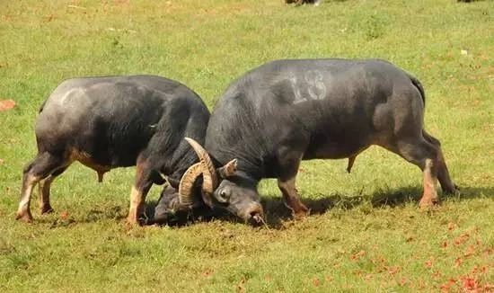 云南的火把节真热闹,云南最热闹的火把节