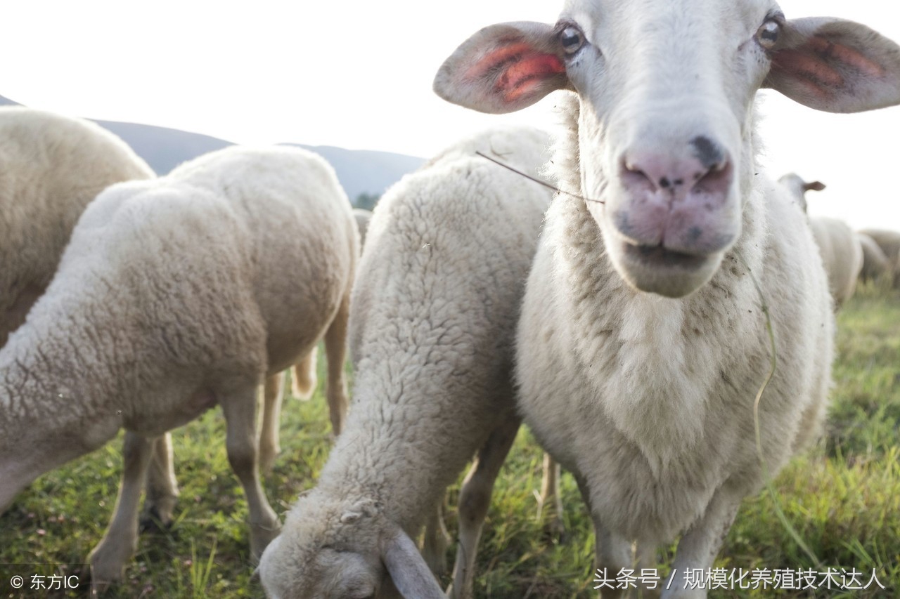 夏天养羊用什么药让羊少生病,养羊草料配什么药羊不生病