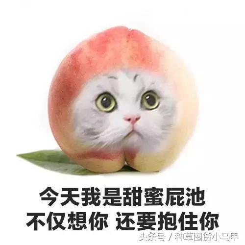 比nars还贵的粉饼,比nars还便宜的化妆品牌