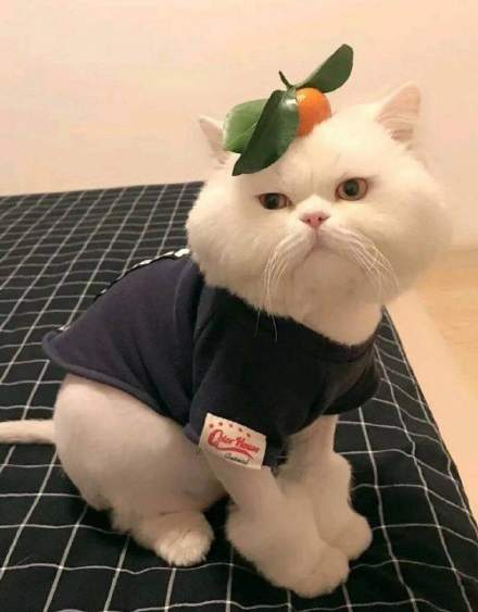 装修必知的小知识大全集,装修必备入门知识