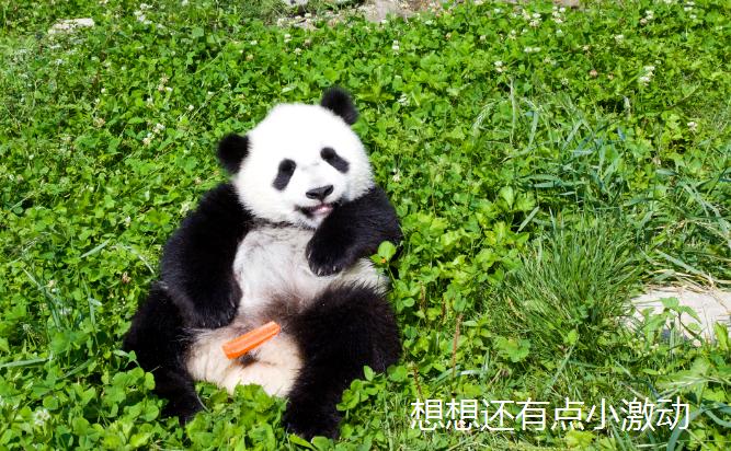 怎么给大熊猫和小熊猫取名,150秒看懂大熊猫起名那些事儿