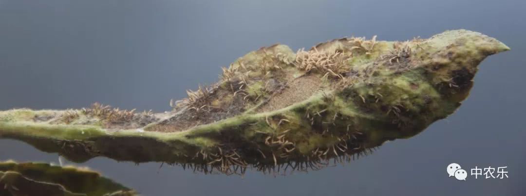 果锈病防治方法,果树叶锈病怎么办
