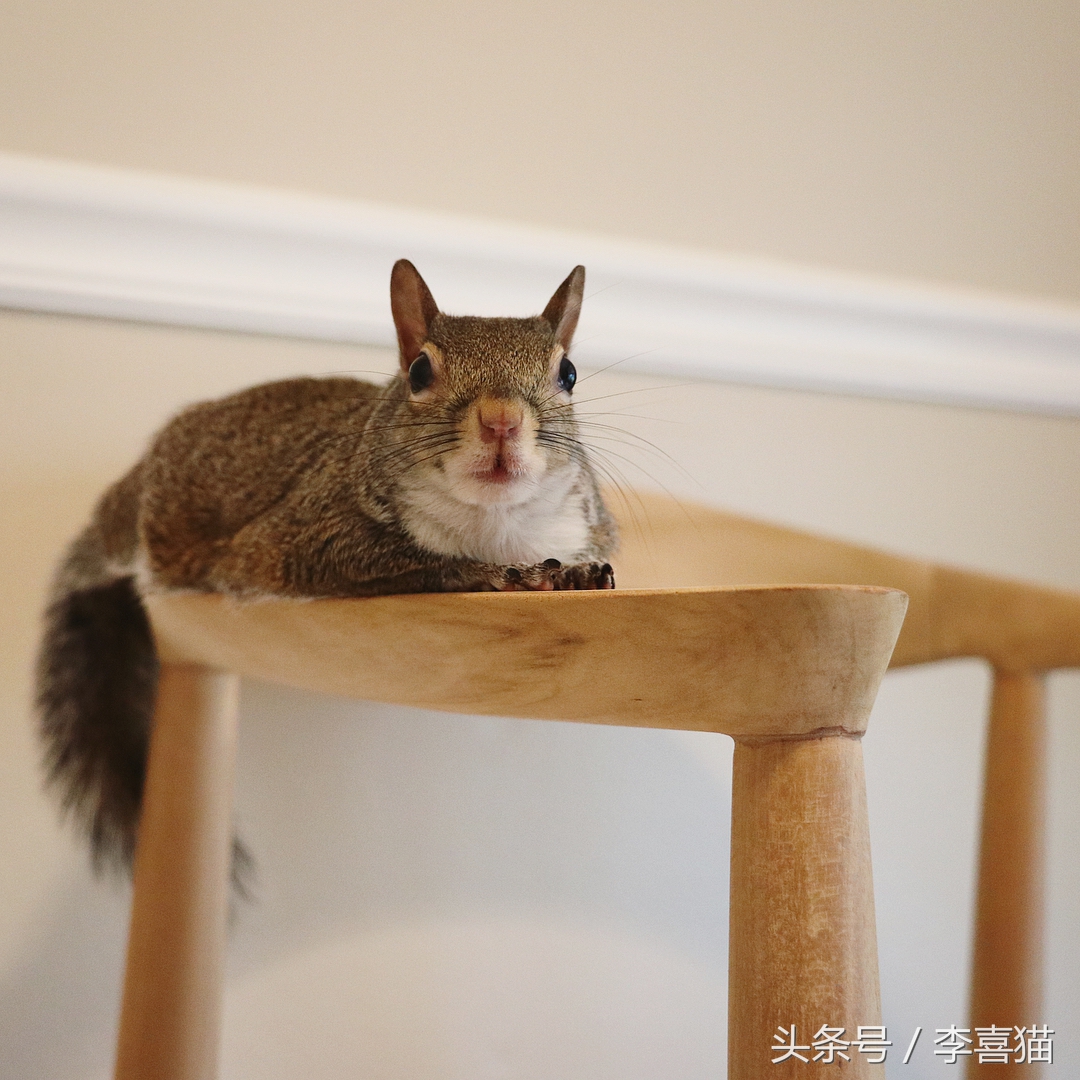 宠物松鼠到底有没有病,宠物松鼠兔的日常