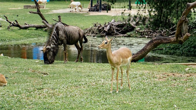 带小孩去长隆欢乐世界畅玩一天,暑假带娃去广州长隆野生动物世界