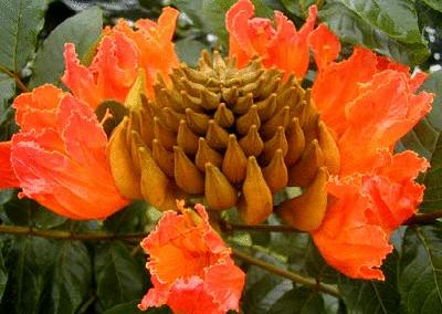 盘点各国的国花是什么,世界各国的国花你都认识吗