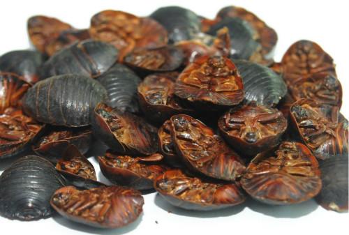 止血散瘀的中药有哪些,中药学笔记活血祛瘀药列表