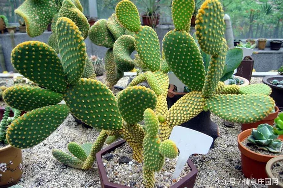 多肉到底可不可以吃,所有多肉都可以吃吗