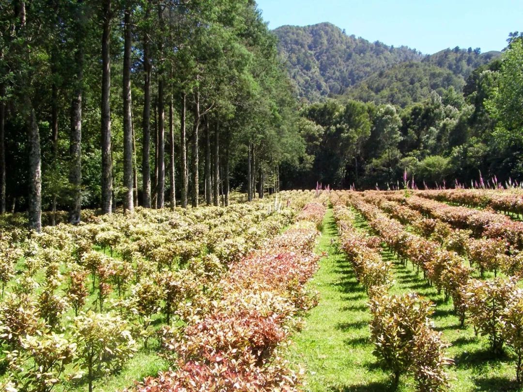 脚气清脚气专用乳膏,比较管用的脚气膏