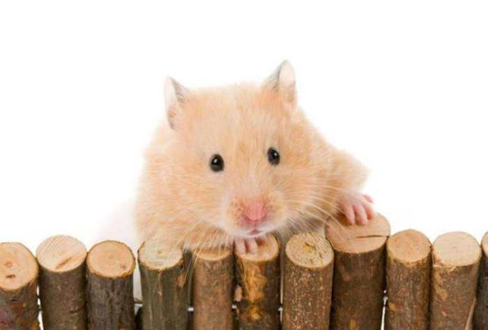 仓鼠跑轮怎么选尺寸,仓鼠滚轮尺寸