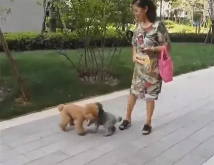 狗狗预防咬到人打什么疫苗,被接种过疫苗的狗咬伤要打疫苗吗