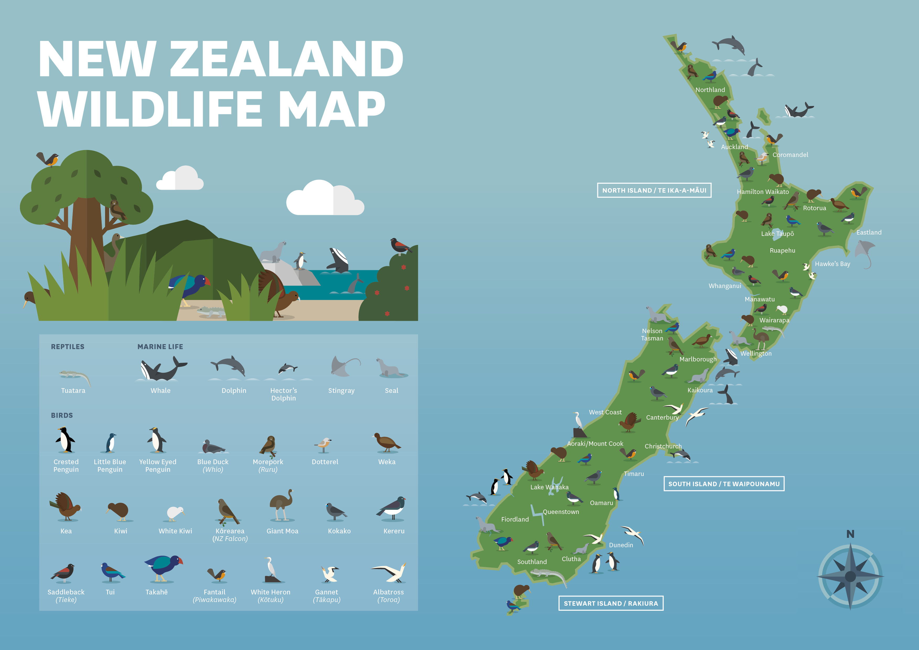 新西兰有哪些神奇的小动物,新西兰草原野生动物