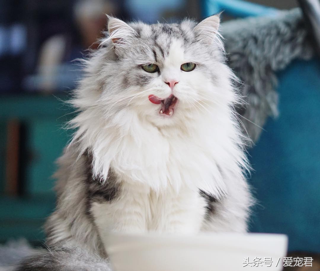 天气炎热猫咪能生存吗,夏季猫咪暴晒可以吗