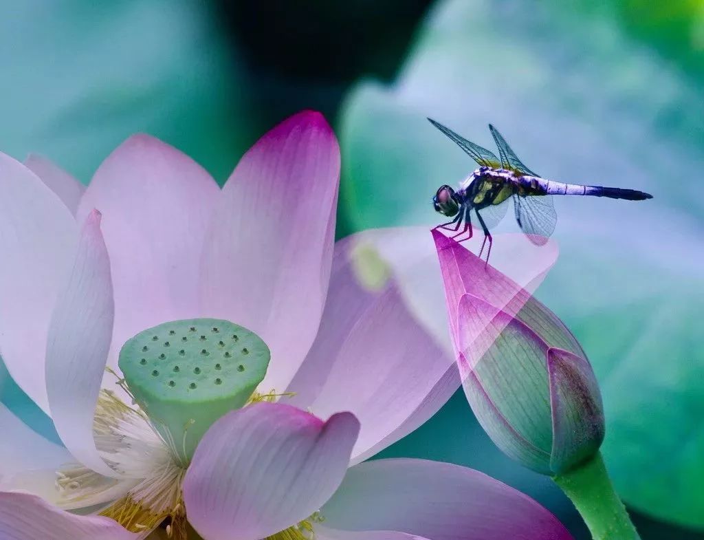 描写蜻蜓飞舞的优美诗句,描写蝴蝶蜻蜓飞舞的夏日诗句