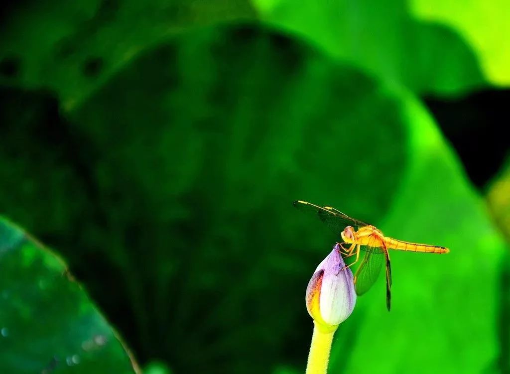 描写蜻蜓飞舞的优美诗句,描写蝴蝶蜻蜓飞舞的夏日诗句