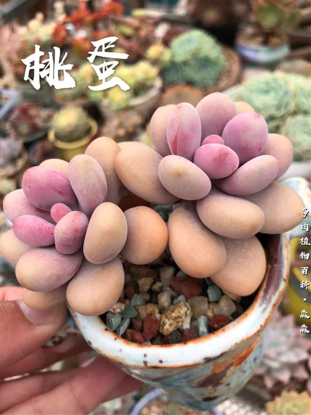 养多肉的佛系小生：愿做菩萨那朵莲！