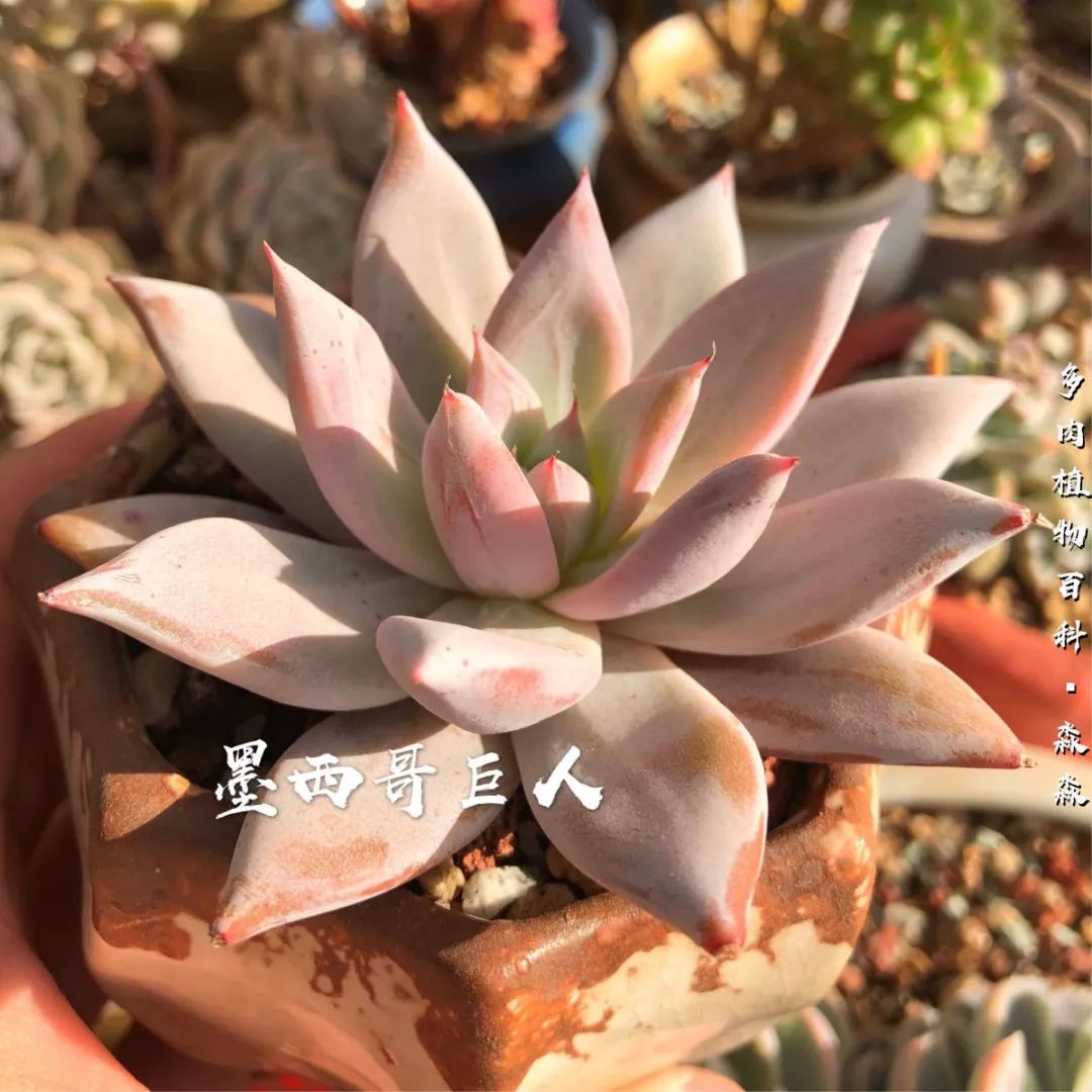 养多肉的佛系小生：愿做菩萨那朵莲！