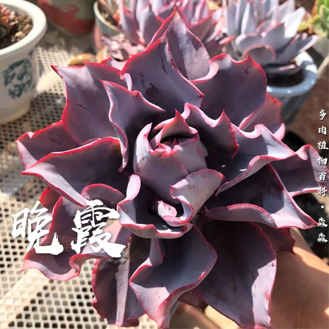 养多肉的佛系小生：愿做菩萨那朵莲！