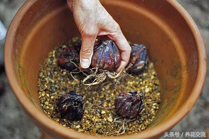 睡莲怎么养更容易开花,睡莲到底怎么养才能开花