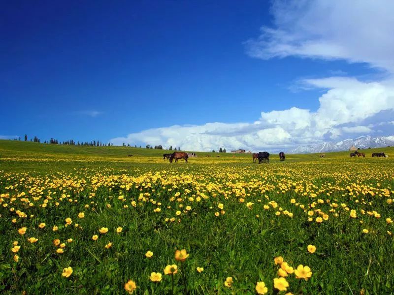 五一疆内旅游攻略大全,全新疆旅游攻略详细