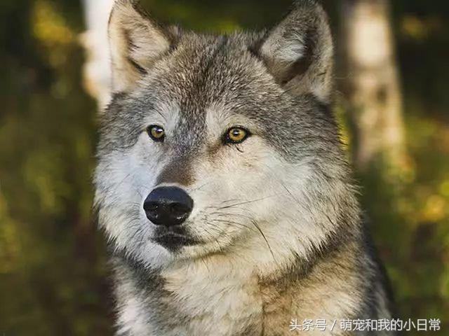 地球有史以来最大的食肉动物,地球历史上最强食肉动物