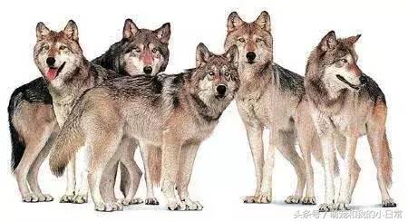 地球有史以来最大的食肉动物,地球历史上最强食肉动物