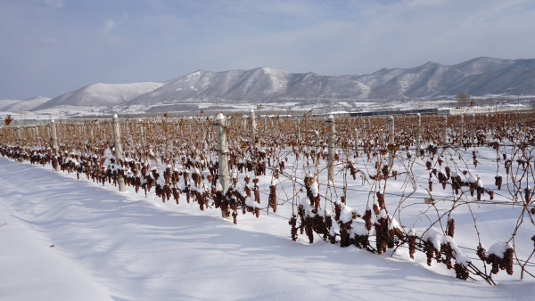 加拿大十大著名冰酒是什么,哪个国家酿造的冰酒好