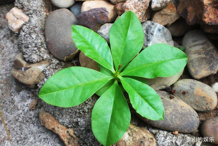 假人参故事,假人参的药用价值是什么