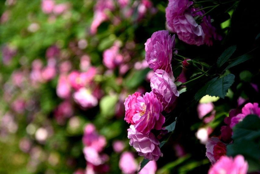 陈起海诗词,陈起海的朗诵诗歌