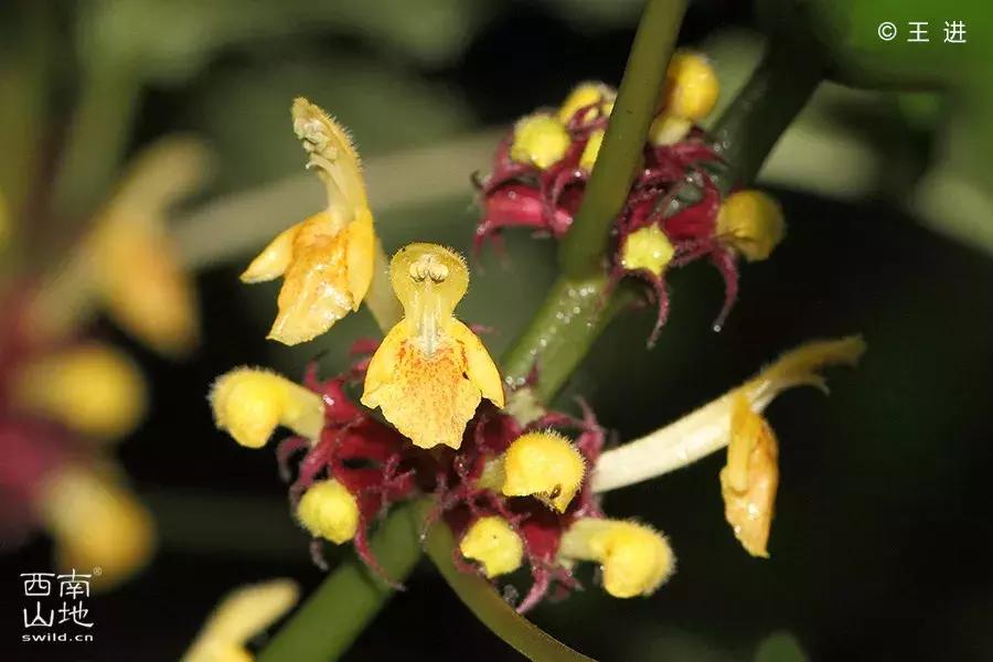 那些名字带有“假”字、“拟”字的生物