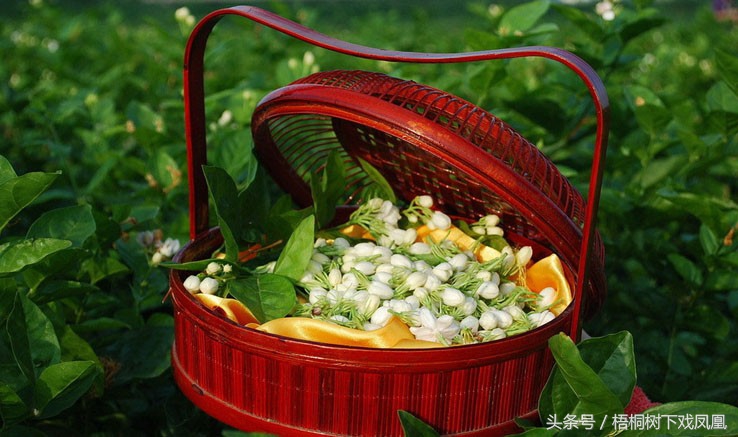 没有净化器如何净化家里的空气,古代怎么净化空气