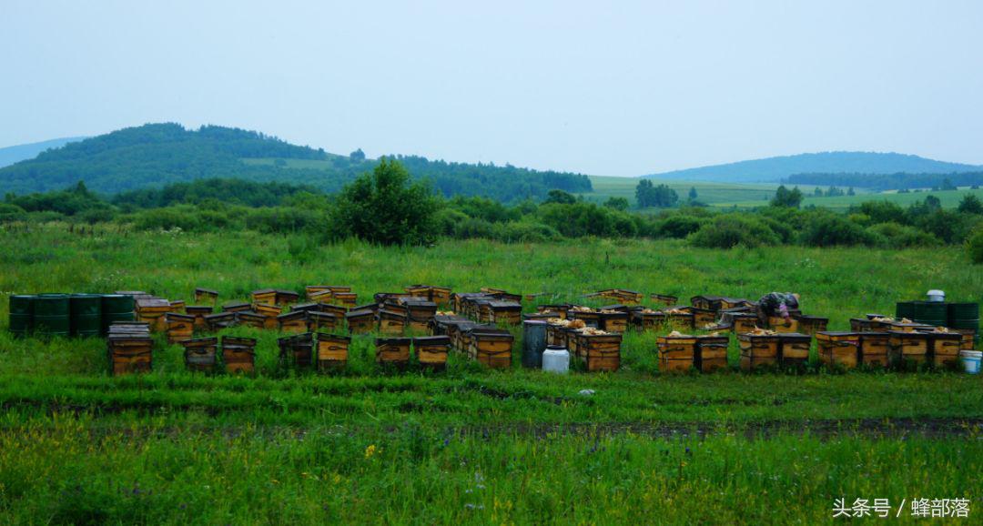 蜜蜂养殖需要几个蜂箱,蜜蜂养殖技术怎样移箱