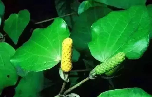 一条精选｜过冬神器桌下取暖板，新西兰国民级除臭脚粉