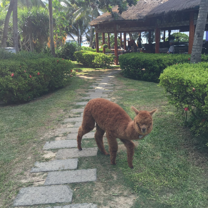 海口到三亚旅行攻略,三亚凤凰岛旅行攻略