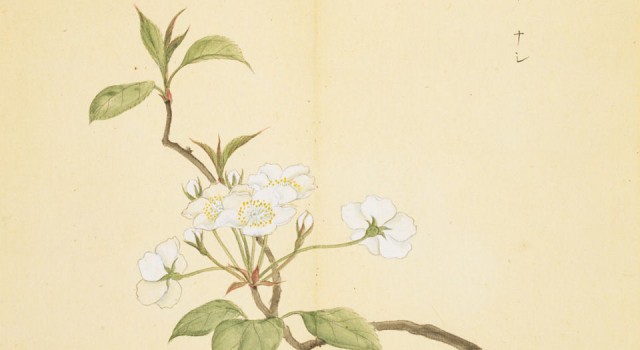 出自蒹葭的成语,蒹葭的成语