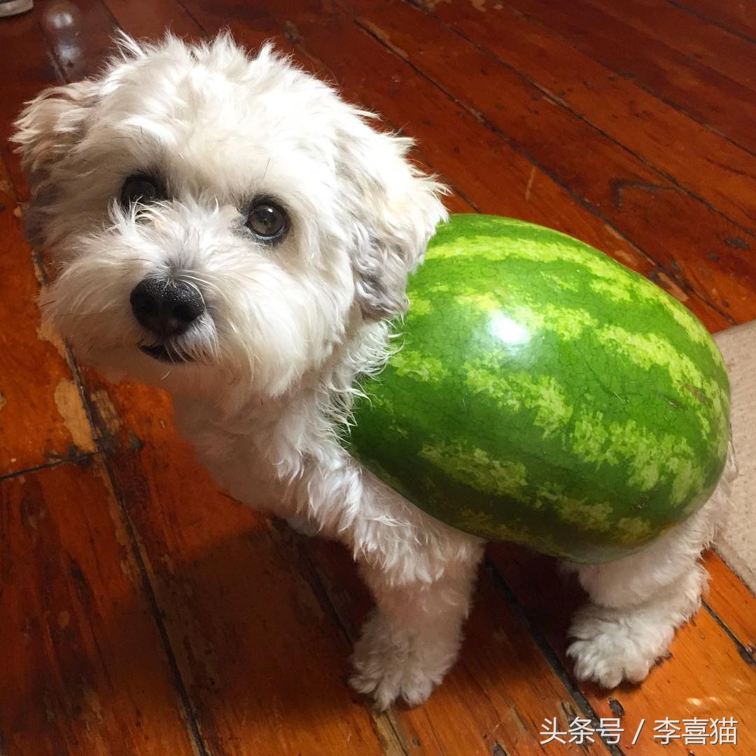 狗狗有七十二般变化，养一只就像开了一家动物园