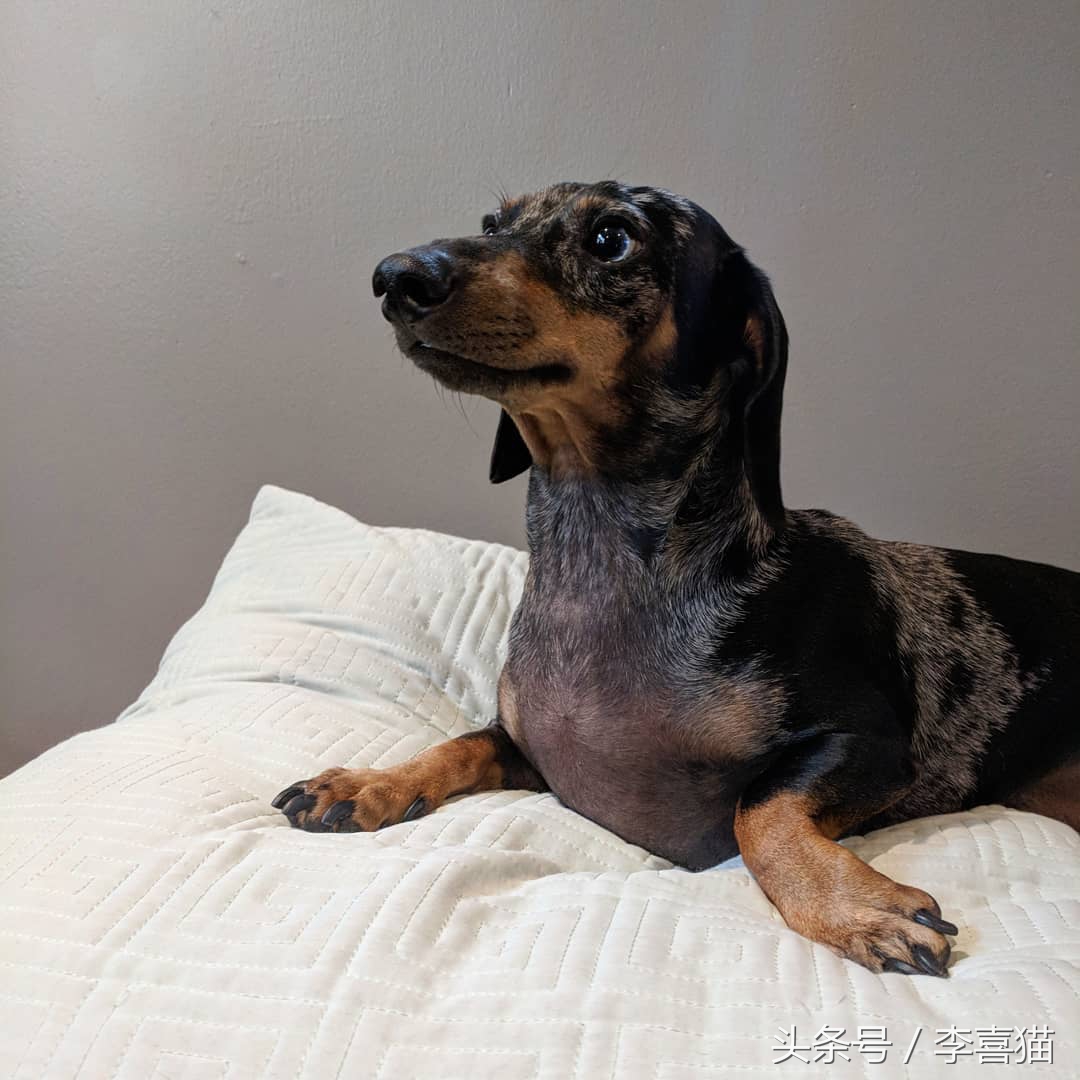 狗狗有七十二般变化，养一只就像开了一家动物园