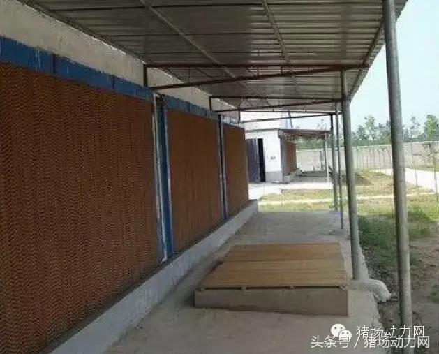 猪场分娩舍有哪些重点,猪场正常分娩接产的操作流程