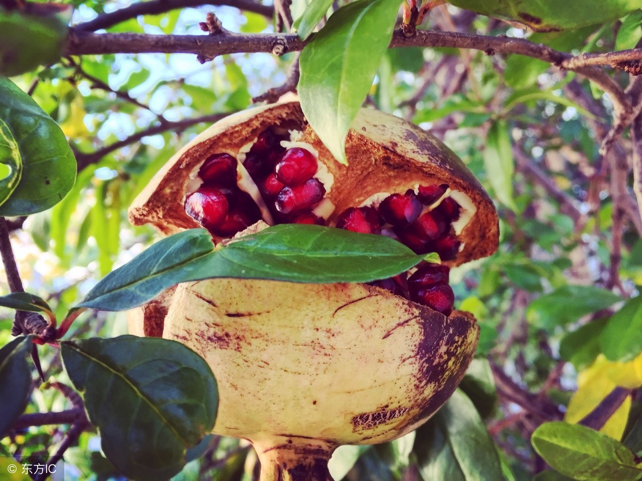 石榴防开裂什么时候用药好,石榴为什么会裂开怎么预防