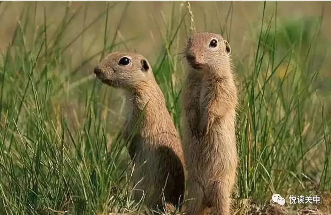 小时候的黄鼠,小时候用水灌黄鼠