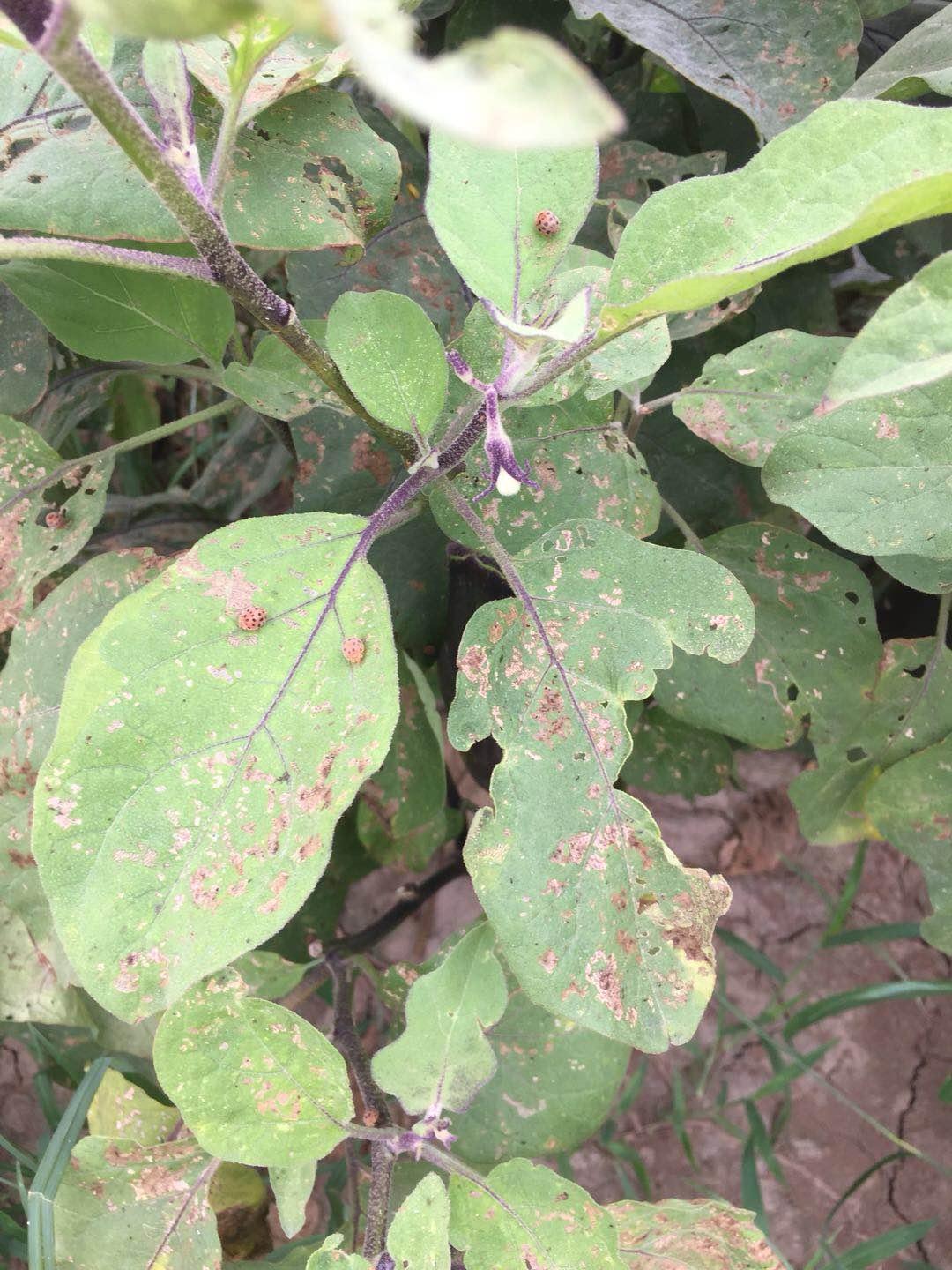 茄子辣椒生虫了,危害辣椒茄子的害虫图片