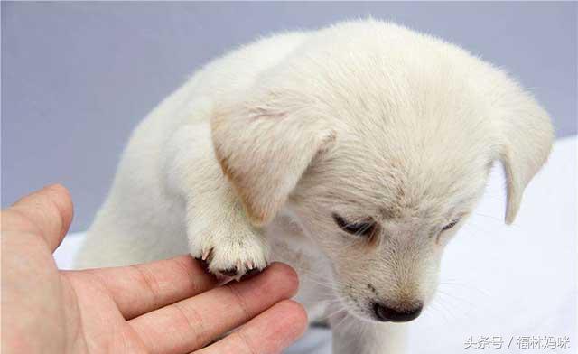 做梦梦见小白狗是什么意思,孕妇梦见小黑狗是胎梦吗