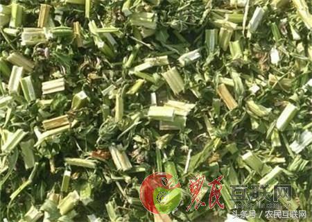 农村的益母草是咋样的,农村采摘的益母草喝有啥好处