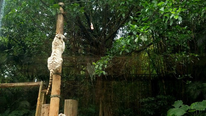 长隆广州野生动物园带娃游玩攻略,一大一小亲子游长隆野生动物园