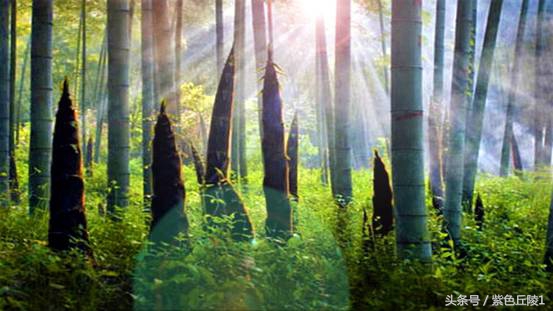 蜀南竹海避暑短租可做饭,蜀南竹海夏季游玩照片