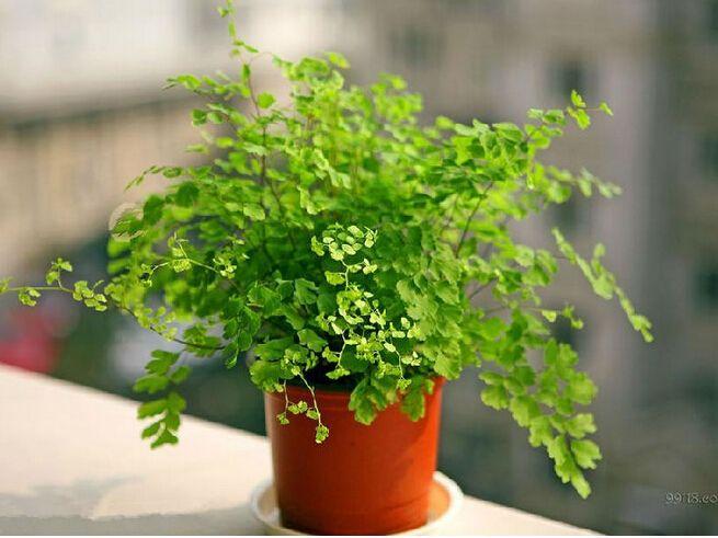 养花小技巧新手养花怎么强根护根,养花的技巧如何能养好花盆