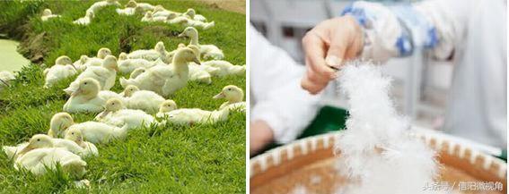 华英集团什么时候升级产业,华英集团最新现状