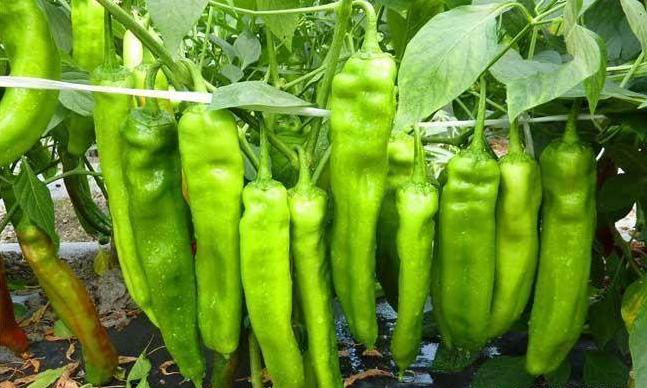 10条难倒人的农村谜语,农村人能猜出来的谜语