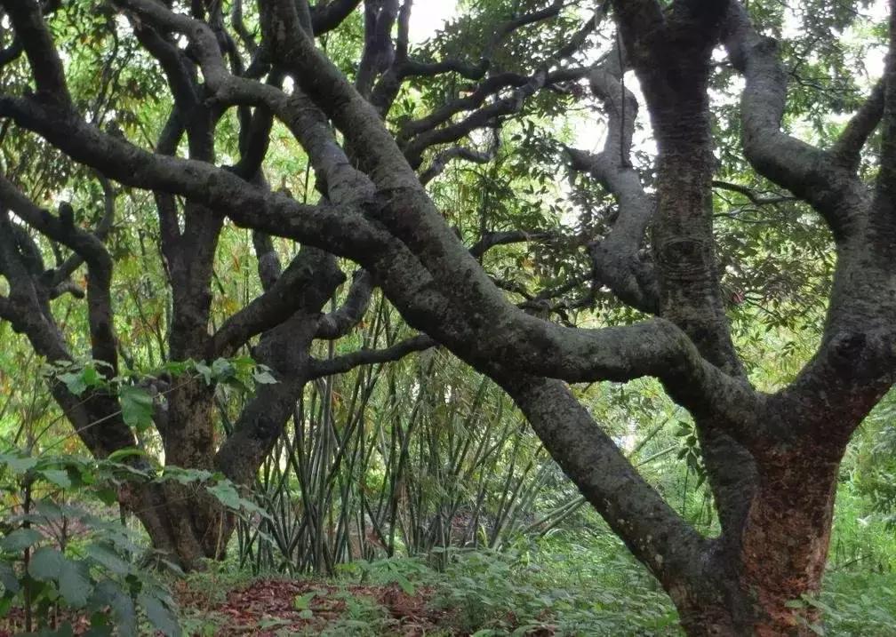 这水果都吃过,却不知树身很名贵,入水就沉,少有人认识